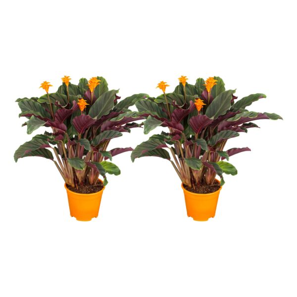 Korbmarante - Calathea Crocata