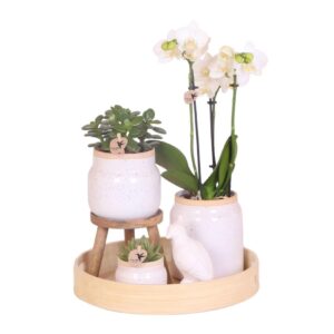 Kolibri Orchidee Vintage White Geschenkset