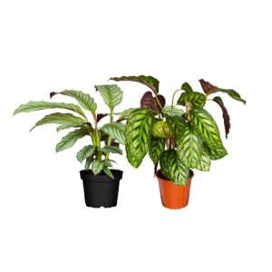 Korbmarante - Calathea Crocata