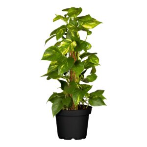 Goldene Efeutute - Epipremnum Aureum Mooststab