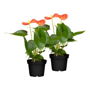 Flamingoblume - Anthurium x andreanum