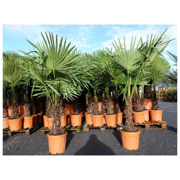 XXL Palme winterhart 140 - 160 cm Trachycarpus fortunei