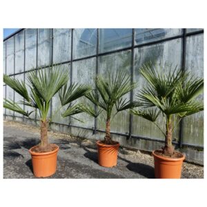 L Palme 100-120 cm Trachycarpus fortunei