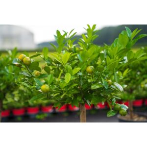 Calamondin Stamm Busch Orange Citrus Mitis 70 - 80 cm Orangenbaum Calamondino Kalamansi