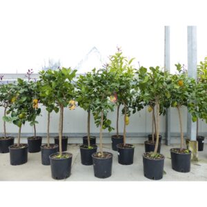 Zitrus Zitronenbaum Zitrone Citrus Limon Limone 120 - 140 cm Zitruspflanze