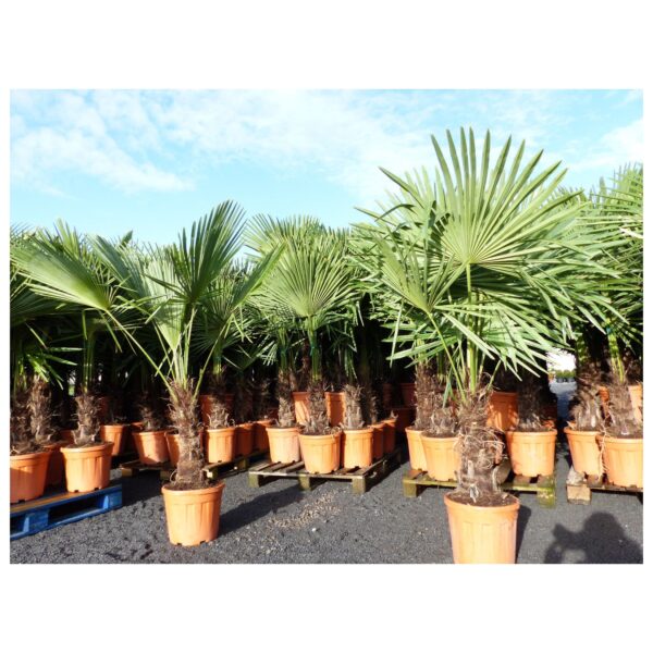 XXL Palme Stammhöhe 40-50 cm winterhart 160-180 cm Trachycarpus fortunei