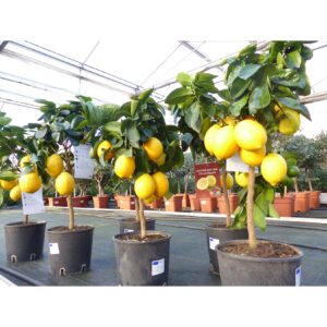 beste Sorte: Meyer Meyerii Zitrone echter Zitronenbaum 70 - 80 cm Citrus Limon Zitruspflanze