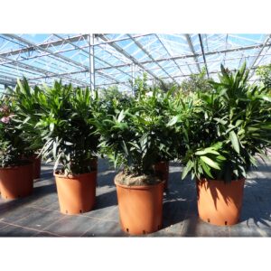 Oleander Premiumqualität 80 - 100 cm Busch Nerium Krone Ø60 cm Rosenlorbeer Premium rot