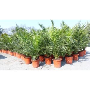 2 Stück Palme XXL 160 cm Phoenix canariensis