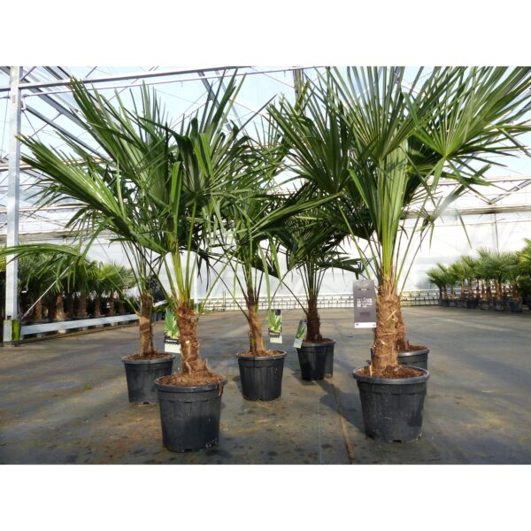 Trachycarpus fortunei 150 cm Palme Hanfpalme