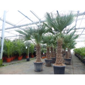 Trachycarpus fortunei dicker Stamme