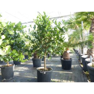 Citrus Hystrix Papeda Combava 180 cm Kaffirlimette Kaffernlimette Zitruspflanze