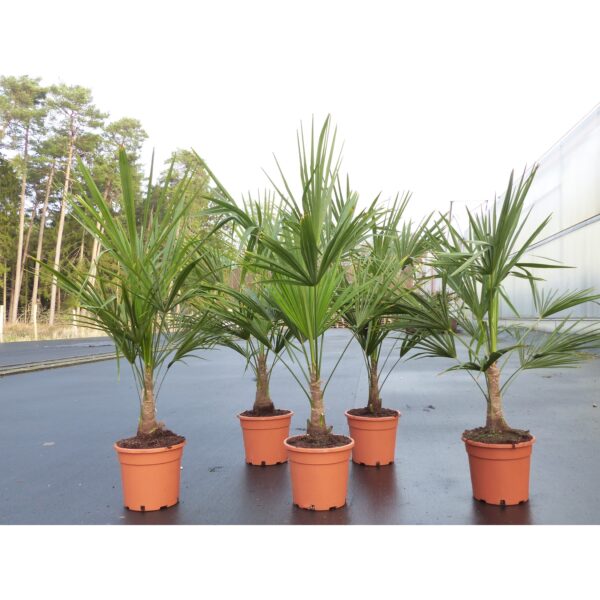 Trachycarpus fortunei 130-160 cm Palme Hanfpalme