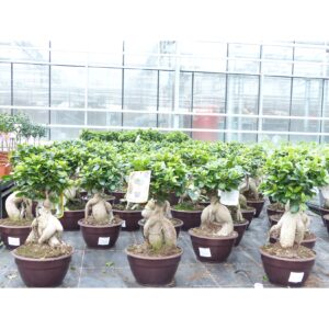 Ficus Ginseng Bonsai 43 - 45 cm Feng Shui Zimmerpflanze in Bonsaischale