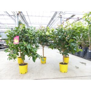 PREMIUM echter Zitronenbaum extra viele Blüten / Früchte Zitrone Citrus Limon 80 - 100 cm Zitruspflanze