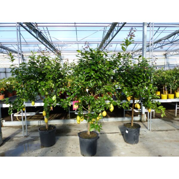 Zitrus Zitronenbaum Zitrone Citrus Limon Limone 190 - 220 cm Zitruspflanze