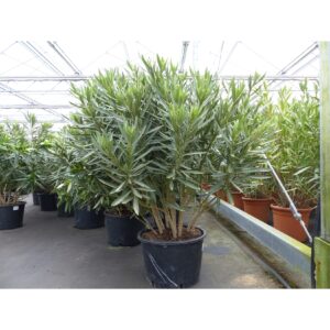 Oleander Premiumqualität 100 - 120 cm Busch Nerium Krone Ø80-120 cm Rosenlorbeer Premium rot