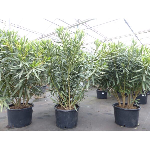 3xOleander Premiumqualität 130 - 160 cm Busch Nerium Krone Ø80-120 cm Rosenlorbeer Premium rot