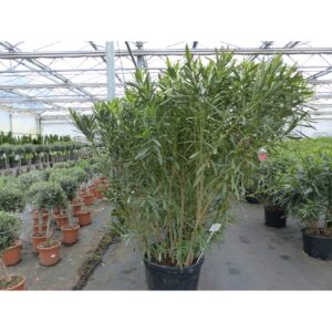 XXL Oleander Busch 200-250 cm Busch Nerium Krone Ø100-140 cm Rosenlorbeer Premium rot