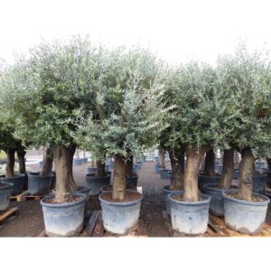 Premium Olivenbaum 220-260 cm buschige Krone