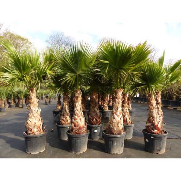 Washingtonia Robusta Premium 190-200 cm