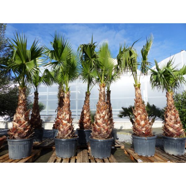 Washingtonia Robusta Premium 250-300 cm