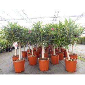 Oleander Premium XL Stamm 100 - 115 cm Nerium Premiumqualität Rosenlorbeer rot oder rosa