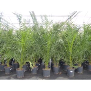 Palme 160 - 180 cm