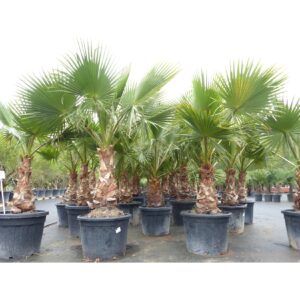 Washingtonia Robusta 160-180 cm