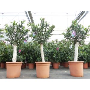 Oleander Premium XXL Stamm 170 - 180 cm Nerium Premiumqualität Rosenlorbeer rosa