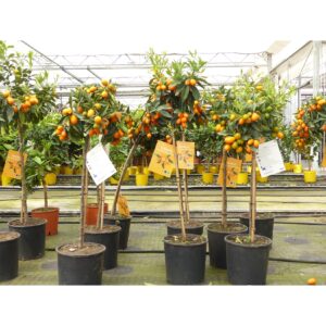 Kumquat Zwergorange Fortunella margarita Citrus Zitrus 100 - 120 cm Zitruspflanze Baum Pflanze Stamm