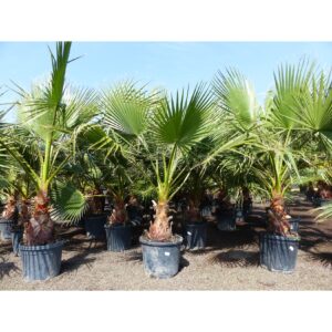 Washingtonia Robusta 150 - 170 cm